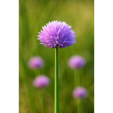 Exotenherz Blumenzwiebeln - Zierlauch Allium carolinianum ( 15 Stück)