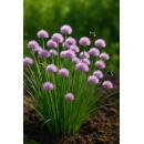 Exotenherz Blumenzwiebeln - Zierlauch Allium carolinianum...