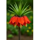 Exotenherz Blumenzwiebeln - Fritillaria imperialis rubra...