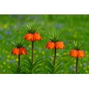 Exotenherz Blumenzwiebeln - Kaiserkrone  Fritillaria...