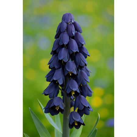 Exotenherz Blumenzwiebeln - Kaiserkrone  Fritillaria persica lila ( 5 Stück)