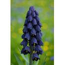 Exotenherz Blumenzwiebeln - Fritillaria persica lila ( 5...
