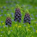Exotenherz Blumenzwiebeln - Fritillaria persica lila ( 5...