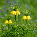 Exotenherz Blumenzwiebeln - Fritillaria Kaiserskrone...