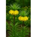 Exotenherz Blumenzwiebeln - Kaiserkrone Fritillaria Lutea...