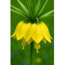 Exotenherz Flower bulbs - Imperial Crown Fritillaria Lutea ( 5 pieces)
