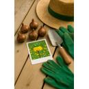 Exotenherz Flower bulbs - Imperial Crown Fritillaria Lutea ( 5 pieces)