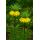 Exotenherz Flower bulbs - Imperial Crown Fritillaria Lutea ( 5 pieces)
