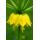Exotenherz Flower bulbs - Imperial Crown Fritillaria Lutea ( 5 pieces)