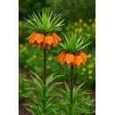 Exotenherz Blumenzwiebeln - Fritillaria Kaiserskrone...