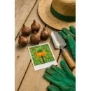 Exotenherz Blumenzwiebeln - Fritillaria Kaiserskrone `Garland Star` ( 5 Stück)