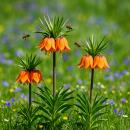 Exotenherz Blumenzwiebeln - Kaiserkrone Fritillaria...