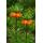 Exotenherz Flower bulbs - Imperial Crown Fritillaria `Garland Star` (5 pieces)