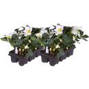 Helleborus niger ‘Christmas Carol’ –...