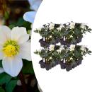 Helleborus niger ‘Christmas Carol’ –...