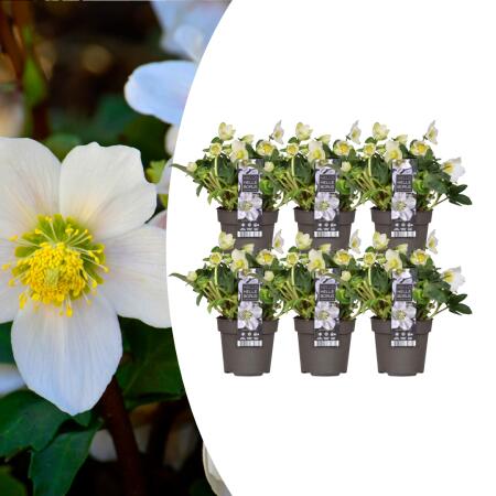Helleborus niger Christmas Carol, Set bestehend aus 6 Pflanzen 12 cm