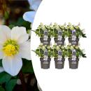 Helleborus niger Christmas Carol, Set bestehend aus 6...