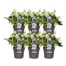 Helleborus niger Christmas Carol, Set bestehend aus 6...