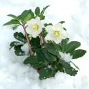 Helleborus niger Christmas Carol, Set bestehend aus 6 Pflanzen 12 cm