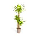 Drachenbaum - Dracaena fragrans massangeana - in versch....