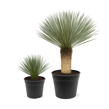 Palm lily Yucca rostrata in various sizes. sizes - hardy