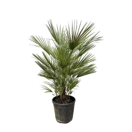 Dwarf palm Chamaerops humilis in various sizes. sizes