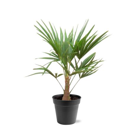 Chinesiche Hanfpalme Trachycarpus fortunei 21cm Topf 90-100cm hoch