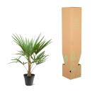 Chinesiche Hanfpalme Trachycarpus fortunei 21cm Topf 90-100cm hoch
