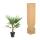 Chinesiche Hanfpalme Trachycarpus fortunei 21cm Topf 90-100cm hoch