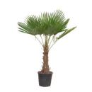 Chinesiche Hanfpalme Trachycarpus fortunei in versch....