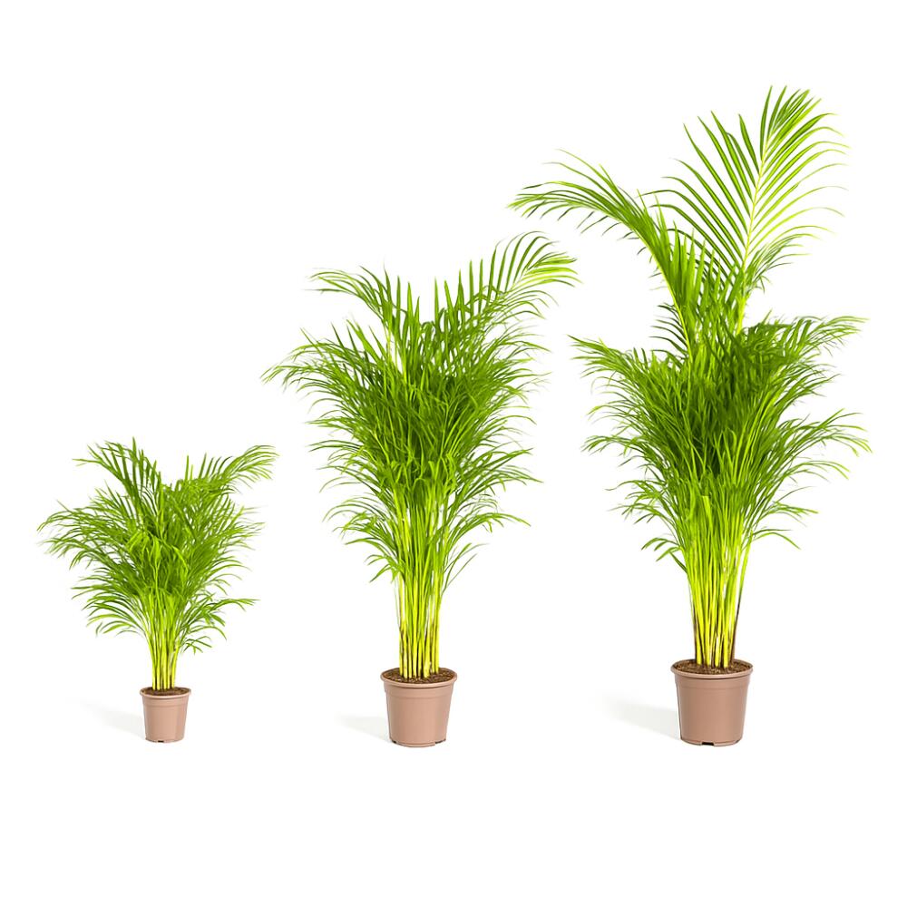 Goldfruchtpalme - Dypsis lutescens - Areca - Solitrpflanze