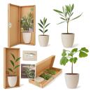 Mini plant gift set - ginkgo, olive tree or tea plant...