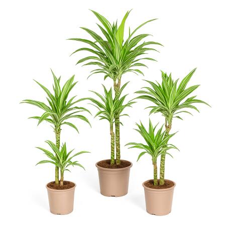 Drachenbaum - weißgestreifte Drachenlilie - Dracaena deremensis White Stripe - Solitärpflanze