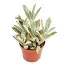 Kalanchoe tomentosa - oreilles de lapin - dans un pot de...