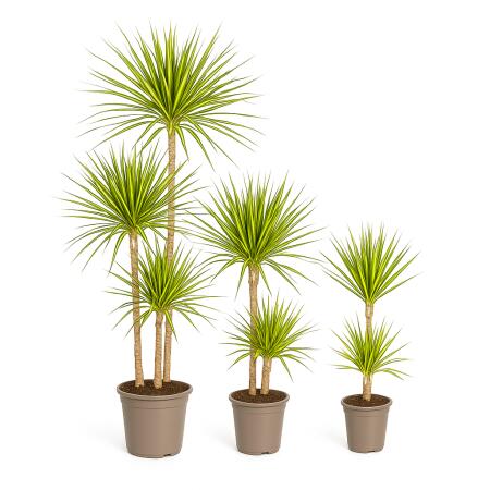 Drachenbaum - Dracaena marginata "Sunray" -  Grünpflanze