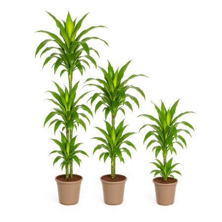 Dragon tree - Dracaena deremensis "Lisa" - Green plant