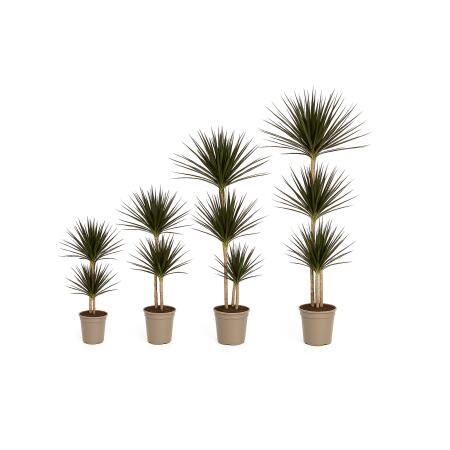 Dracaena marginata Magenta - Plante verte en divers... Tailles