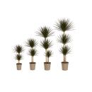 Dracaena marginata Magenta - Plante verte en divers......