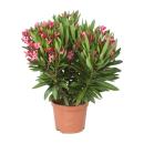Exotenherz - Nerium Oleander 18cm pot in blooming pink, unfilled, 50-60cm tall