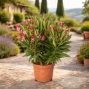 Exotenherz - Nerium Oleander 18cm pot in blooming pink, unfilled, 50-60cm tall