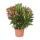 Exotenherz - Nerium Oleander 18cm pot in blooming pink, unfilled, 50-60cm tall
