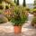 Exotenherz - Nerium Oleander 18cm pot in blooming pink, unfilled, 50-60cm tall