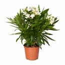 Exotenherz - Nerium Oleander 18cm Pot à fleurs...