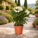 Exotenherz - Nerium Oleander 18cm Pot à fleurs...