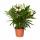 Exotenherz - Nerium Oleander 18cm pot in white blooming, unfilled, 50-60cm high
