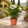 Exotenherz - Nerium Oleander 18cm pot in white blooming, unfilled, 50-60cm high