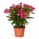 Exotenherz - Nerium Oleander 18cm Topf in rot...