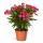 Exotenherz - Nerium Oleander 18cm Topf in rot blühend, ungefüllt, 50-60cm hoch