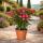 Exotenherz - Nerium Oleander 18cm Topf in rot blühend, ungefüllt, 50-60cm hoch