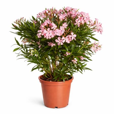 Exotenherz - Nerium Oleander 20cm Pot in blooming pink, unfilled, 70-80cm tall